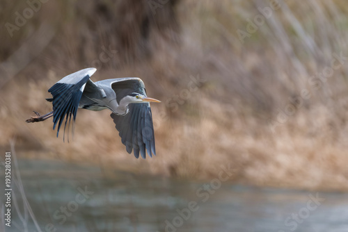 Graureiher im Flug