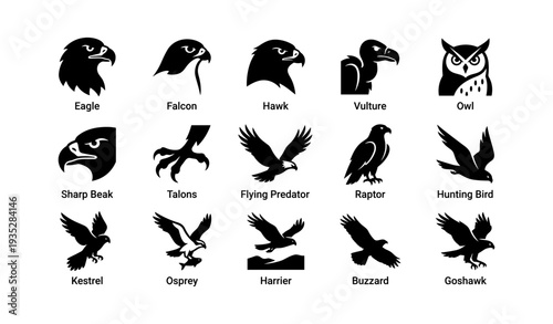 Silhouette icons of various birds of prey and their distinct features