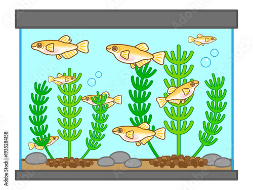 かわいいメダカの水槽と水草のイラスト素材3