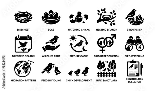 Bird life stages and observation: nesting, feeding, migration, and conservation icons