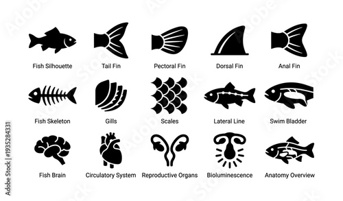 Fish anatomy overview: silhouette, fins, skeleton, gills, scales, swim bladder, brain, organs