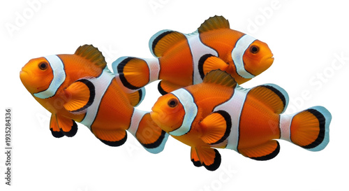 Bild auf Leinwand Isolated Clownfish Group Together Swimming Freely, Tropical Saltwater Fish in a