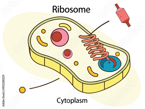 scientific 2D vector illustration of ribosome floating in cytoplasm, labeled biology diagram, clean flat design, white background, educational style.