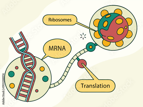 multiple ribosomes attached to single mRNA strand in cytoplasm, infographic vector style, bright colors, clean lines.
