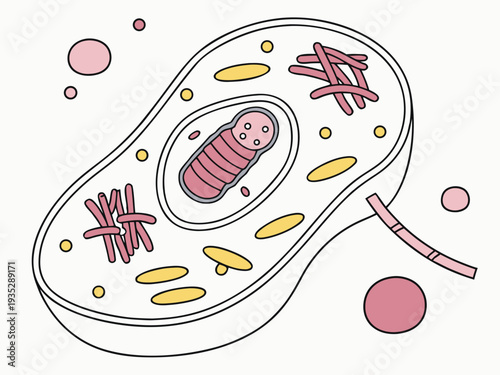 minimal ribosome symbol inside cytoplasm environment, flat icon vector, outline style, editable stroke.
