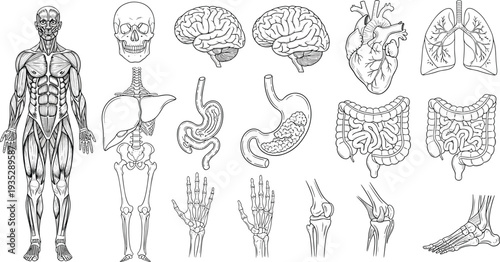 Detailed human anatomy organs and skeleton collection vector illustration featuring brain, heart, lungs, stomach, intestines, bones and full body anatomy diagram for medical education 