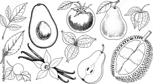 Hand Drawn Tropical Fruits and Botanical Leaves Collection Vintage Engraving Style Vector Illustration Isolated on White Background