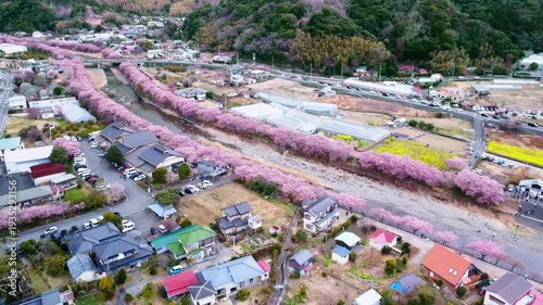 川沿いにずらーっと並んで咲いた満開の桜を空撮