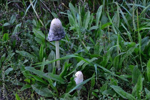 Tableau sur toile Shaggy Mane Mushrooms Growing in Grass copy space