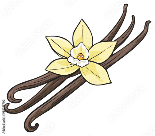 Delicate Vanilla Orchid Flower with Rich Brown Vanilla Pods Ingredient Illustration