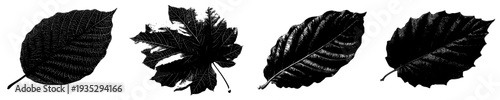 Elegant Black and White Botanical Art: A Stylized Leaf Close-up
