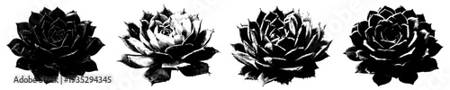 Nature's Artistry: A Black and White Masterpiece of Intricate Succulent Design
