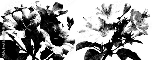 Vibrant Flower Bouquet: A Symphony of Nature's Artistry