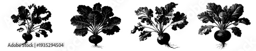 Silhouetted Radish Roots, Artistic Black and White, Vintage Botanical Illustration, Elegant Vegetable Silhouette, Antique Plant Image, Intricate Beetroot Drawing, Rustic Vegetable Art