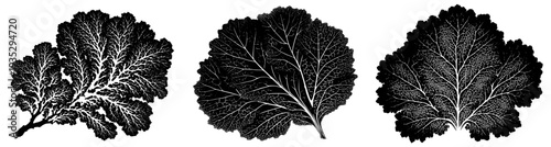 Elegant Black Silhouette of a Kale Plant