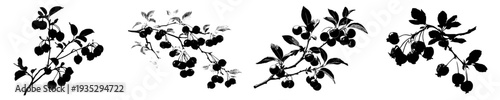 Silhouette of a berry bush with cranberries
