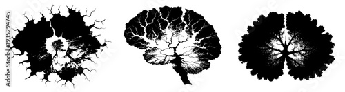 Whispers of Wisdom: A Tree Grows in the Cracks of a Broken Walnut