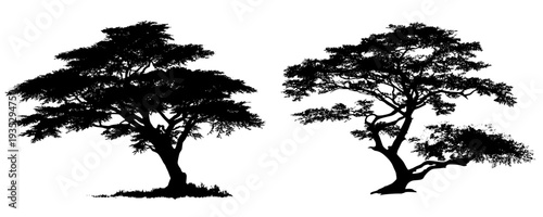 Silhouette of a Cypress Tree: A Timeless Symbol of Strength and Resilience
