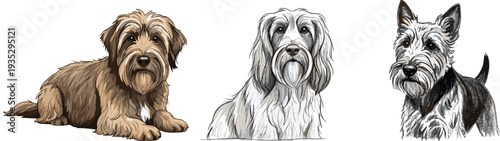 Dog breed illustration collection with terrier and long hair dogs, realistic pet portrait set, domestic canine animal vector artwork