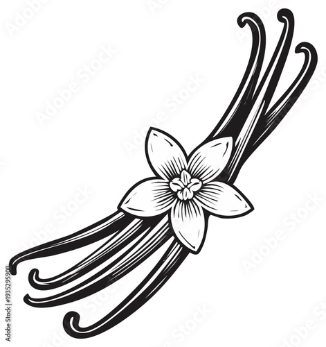 Vanilla bean pods and flower illustration, botanical food ingredients isolated.