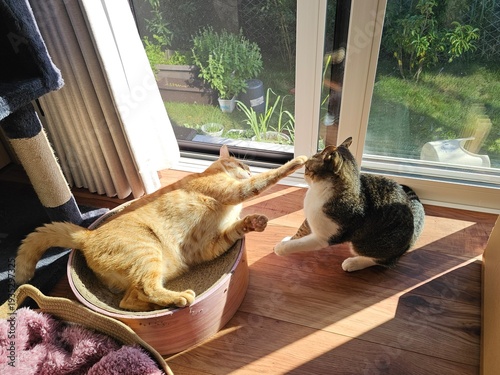 An orange cat stretches from a cat bed to gently touch a tabby cat near a sunlit window. The playful indoor moment captures curiosity, warmth, and everyday life between two pets.