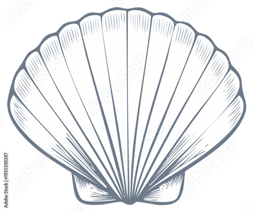 Isolated engraving of a scallop shell with line details, nautical symbol, and ocean artifact