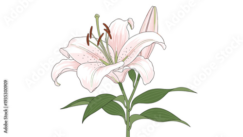 Beautiful pink lily flower in full bloom with green leaves, depicted in a detailed botanical illustration style against a plain background.