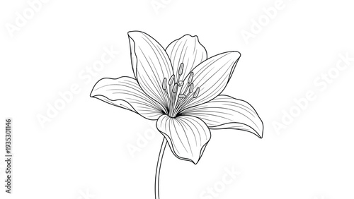 Detailed black and white engraving of a lily flower, showcasing the intricate textures of the petals and stamen in a classic botanical style.