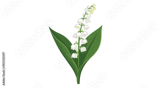 Delicate sprig of lily of the valley with white bell-shaped flowers and large green leaves, illustrated in a clean and soft botanical style.
