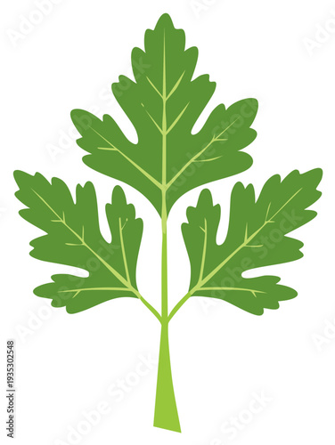 Fresh Green Parsley Herb Plant Culinary Ingredient Flavoring Cooking Seasoning