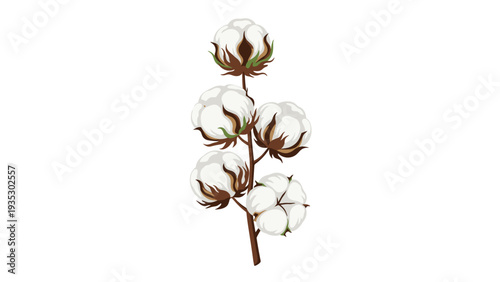 Branch of fluffy white cotton bolls with brown husks is illustrated in a soft style to represent natural fibers and agricultural beauty.