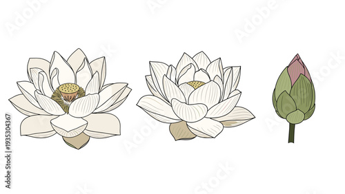 Sequence of white lotus flowers showing different stages from a closed bud to a full bloom represents growth and purity in a botanical style.