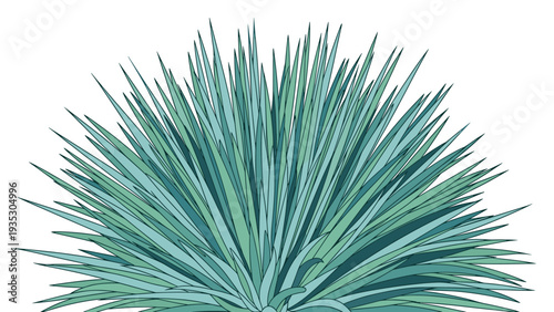Spiky green desert plant agave or succulent illustration isolated on a white background for various botanical and gardening projects.