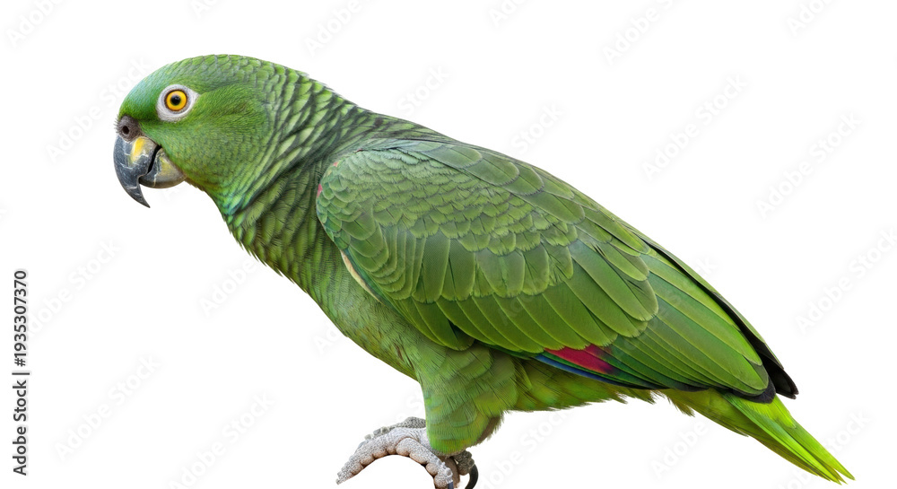 Obraz premium Isolated Parrot standing on a neutral surface, a beautiful tropical bird with vibrant green feathers