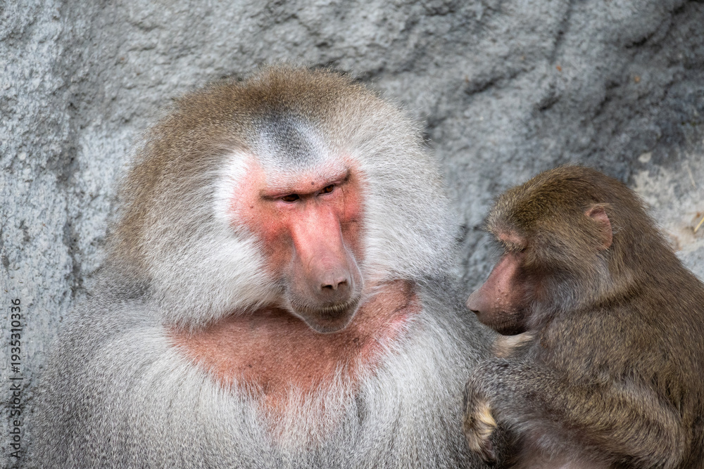 Fototapeta premium Hamadryas Baboons Social Interaction Portrait