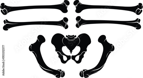 Human skeleton bones set silhouette isolated on white background, anatomical femur pelvis collection, medical anatomy illustration, orthopedic study, healthcare education graphic design resource