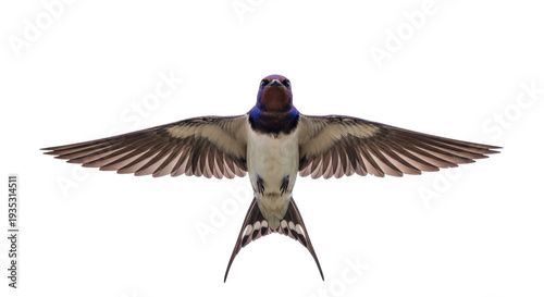Cuadro en lienzo Isolated Barn Swallow bird with open wings against bright sky, graceful flight a