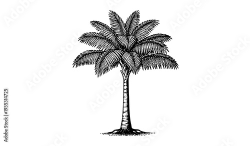 Palm of the Ucayali Amazon Vintage Engraved Botanical Illustration 1865 Travel Journal Style