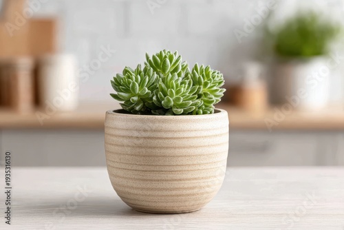 A charming succulent plant in a ceramic pot, adds a touch of greenery to the kitchen, with a soft, blurred background evoking a cozy, homely atmosphere.