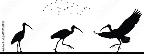 Ibis Bird Silhouette Collection with Flying Flock, Minimal Black Wildlife Nature Illustration Isolated on Background Landscape Design