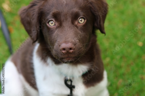 Stabyhoun Stabijhoun puppy dog