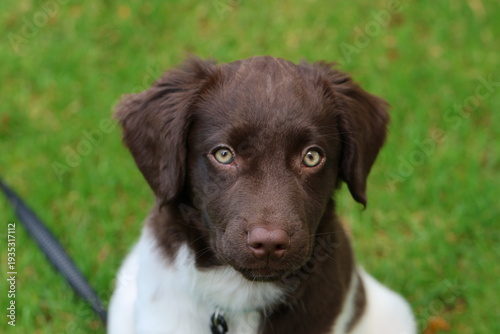 Stabyhoun Stabijhoun puppy dog
