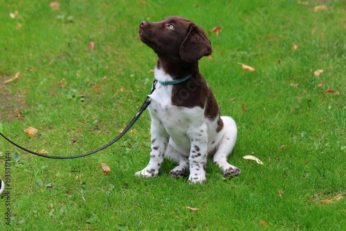Stabyhoun Stabijhoun puppy dog