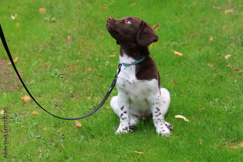 Stabyhoun Stabijhoun puppy dog
