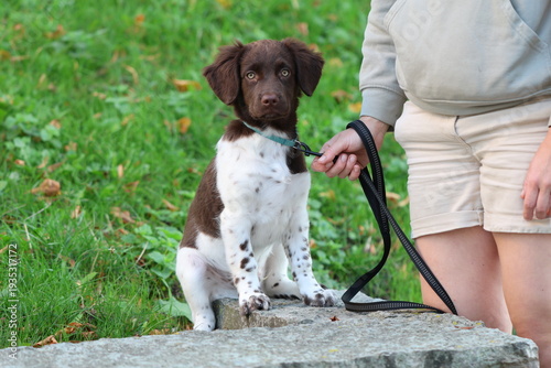 Stabyhoun Stabijhoun puppy dog