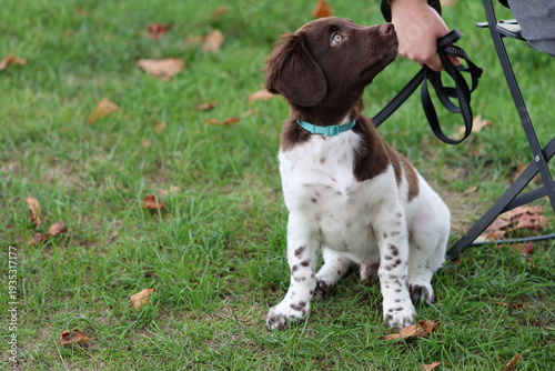 Stabyhoun Stabijhoun puppy dog