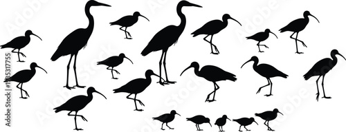 Heron, Ibis, Stork, Shorebird, Wader, Bird, Silhouette, Wildlife, Nature, Wetland, Marsh, Avian, Fauna, Exotic, Beak, Longlegs, Standing, Black, Outline, Collection