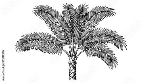 Ucayali Amazon Palm Tree Vintage Line Engraving 1865 Exploration Illustration