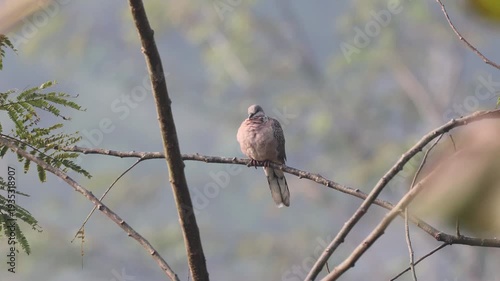 4k video of a spotted dove without editing.