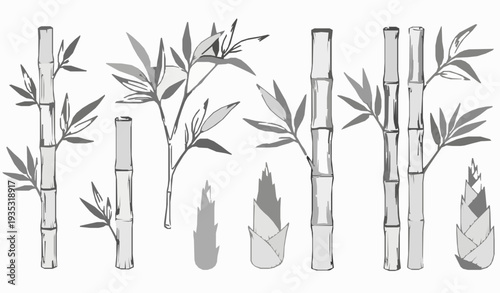 Engraved bamboo sketch vector set with leaves, stalks, and twigs isolated